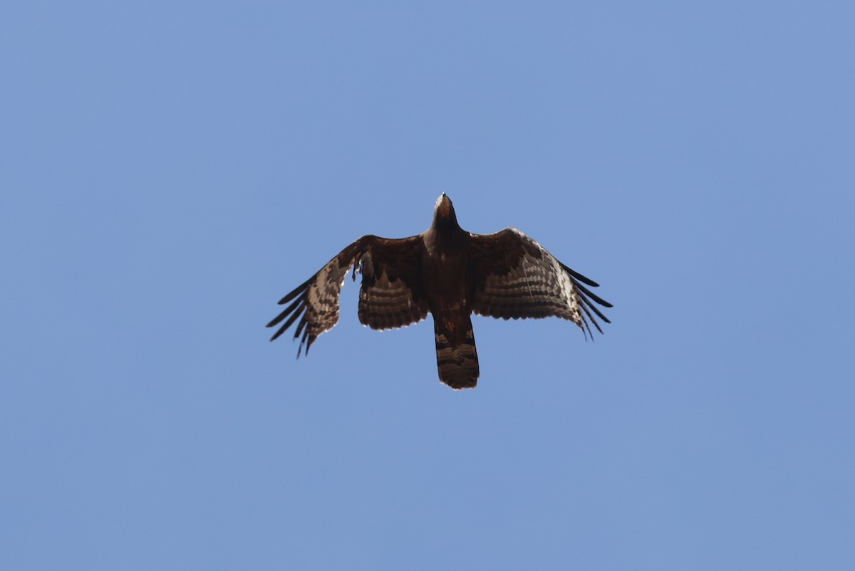 včelojed chocholatý - ML646414174