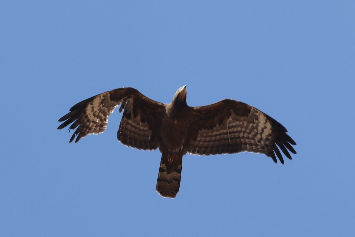 včelojed chocholatý - ML646414175