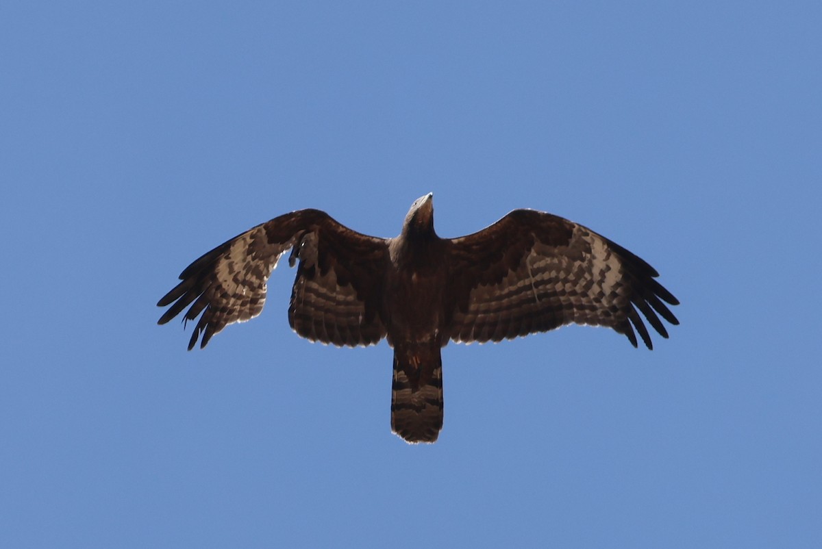 včelojed chocholatý - ML646414176