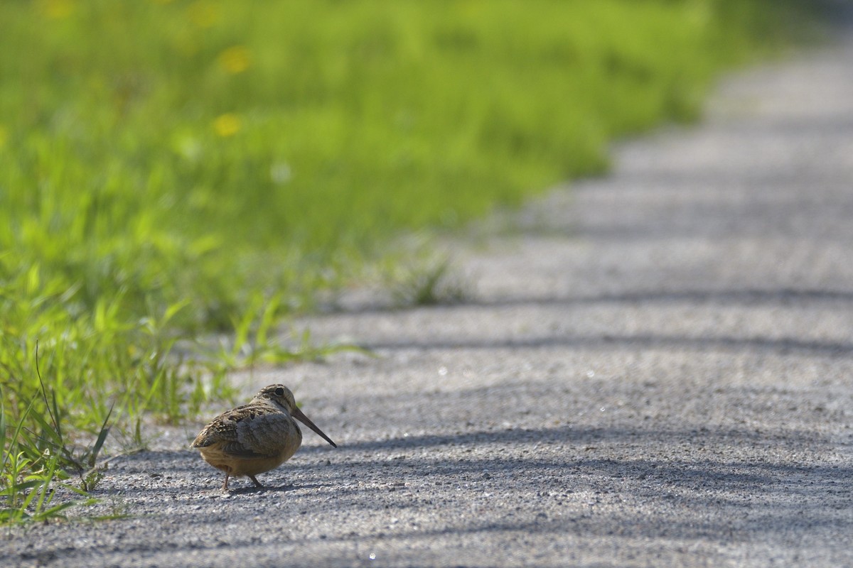 American Woodcock - ML646414181