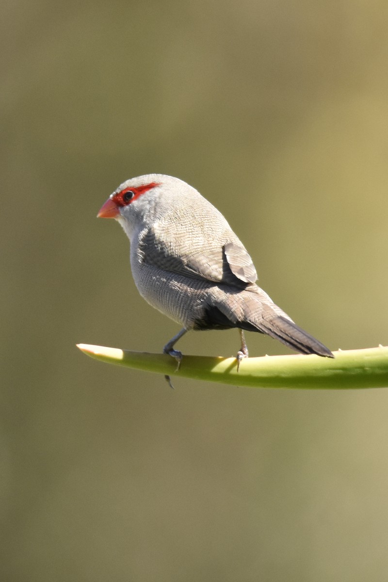 astrild vlnkovaný - ML646414182