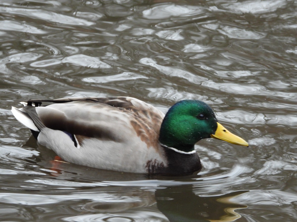 Mallard - ML646414183