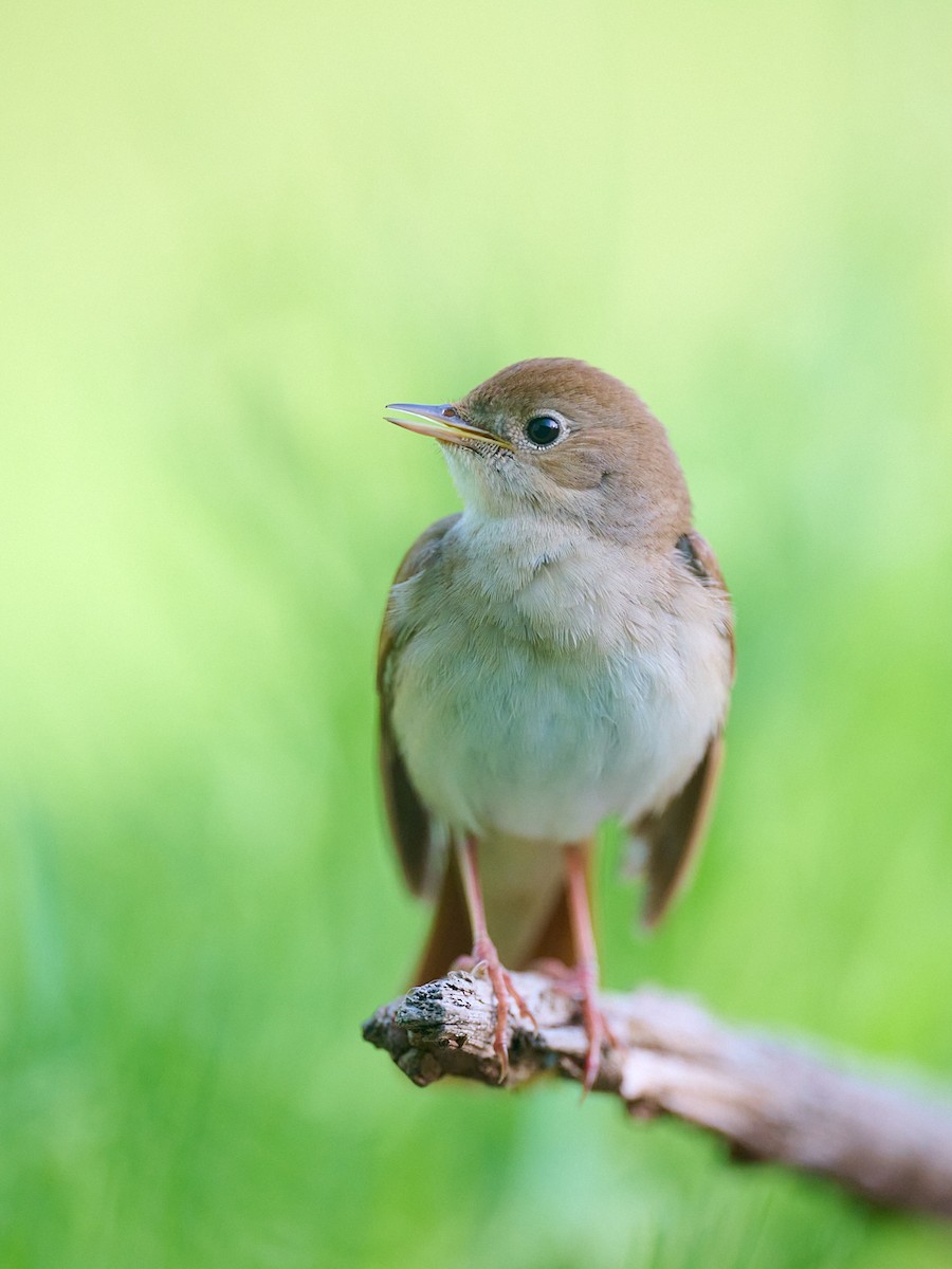 サヨナキドリ - ML646414186