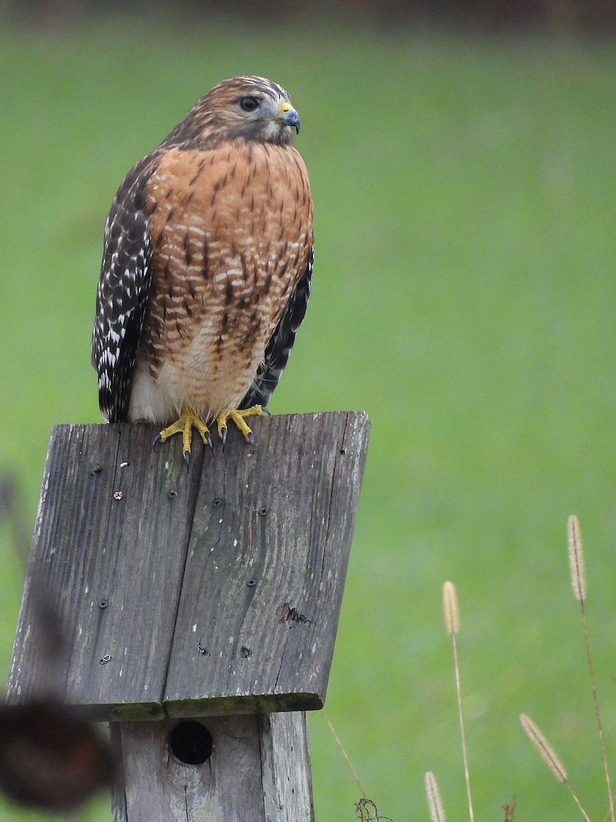 Red-shouldered Hawk - ML646414189