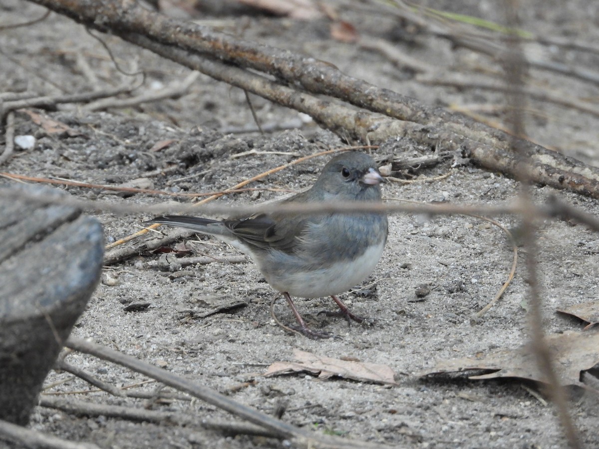 Dark-eyed Junco - ML646414190