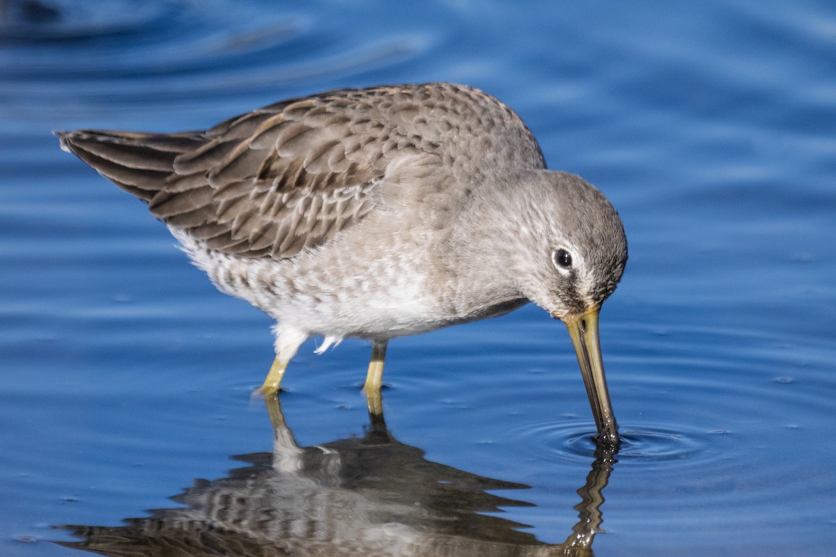 Long-billed Dowitcher - ML646414192