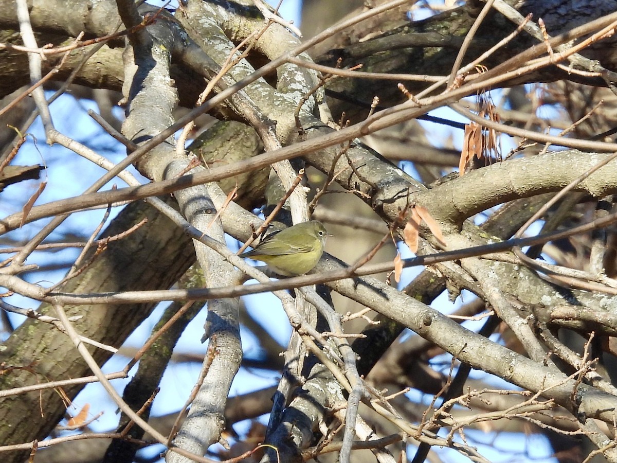 Orange-crowned Warbler - ML646414194