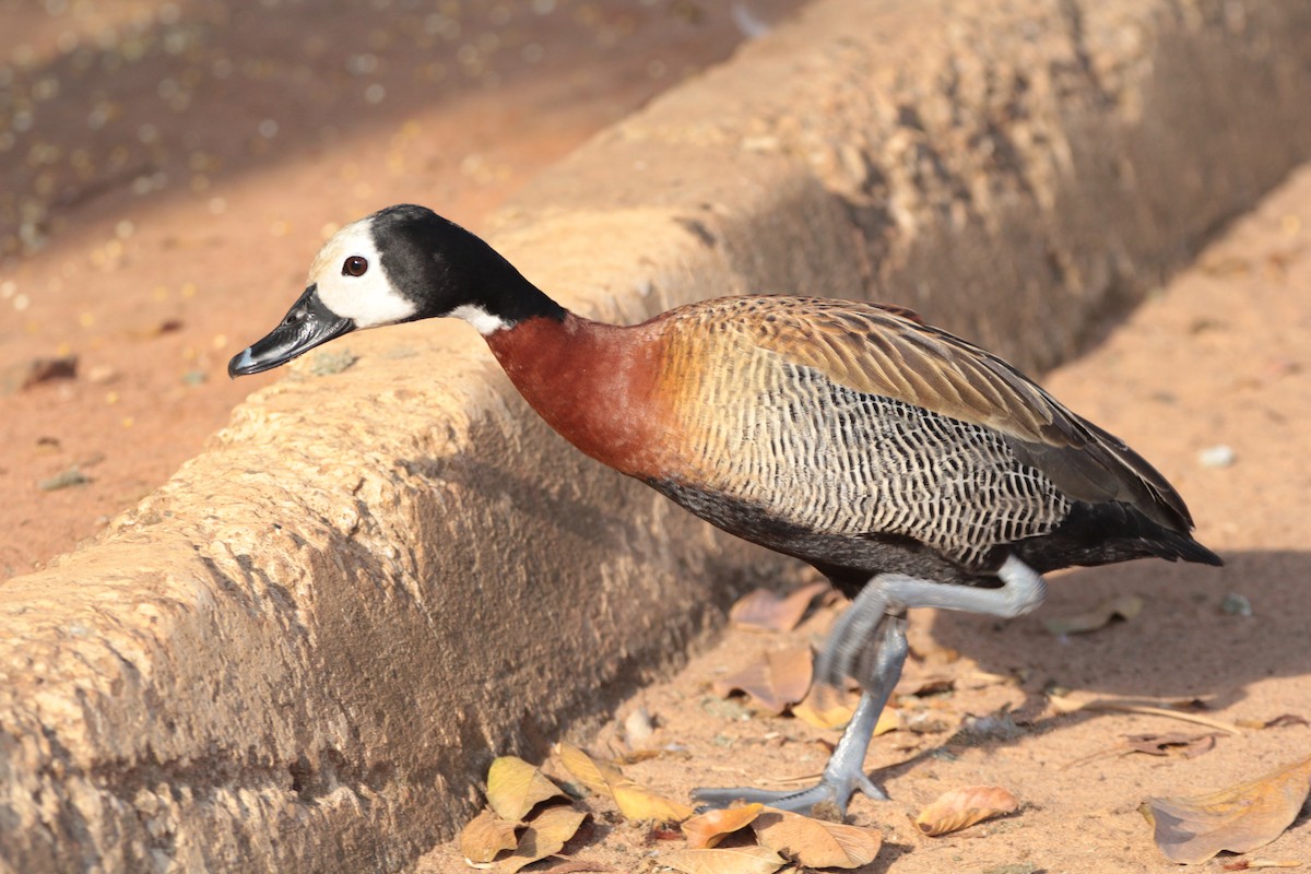 White-faced Whistling-Duck - ML646414197