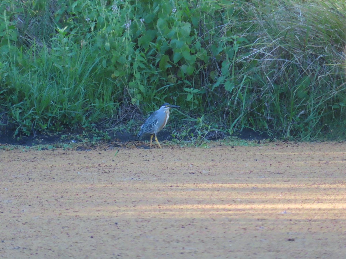 Striated Heron - ML646414198