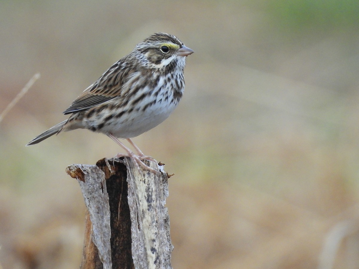 Savannah Sparrow - ML646414202