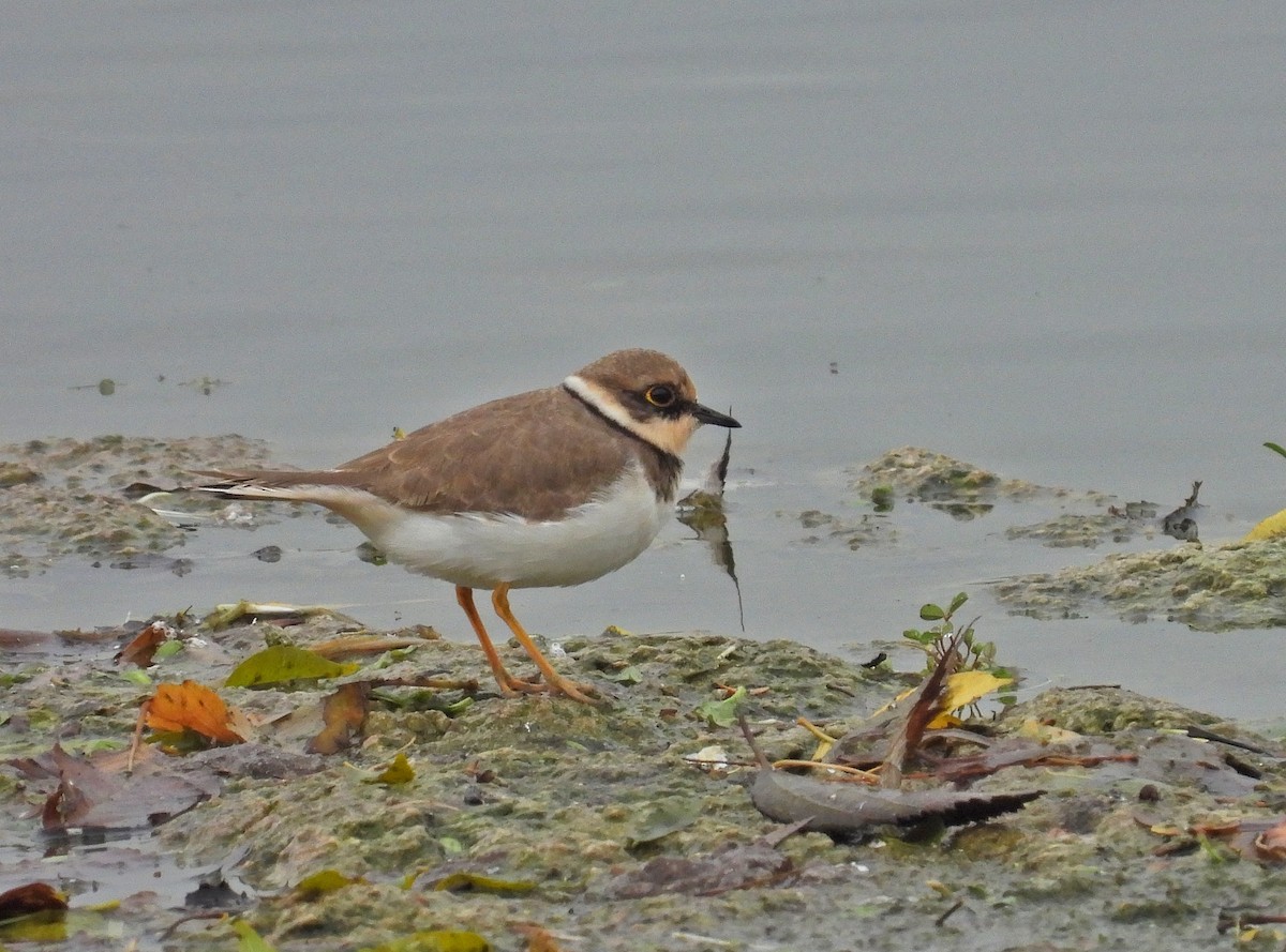 Little Ringed Plover - ML646414204
