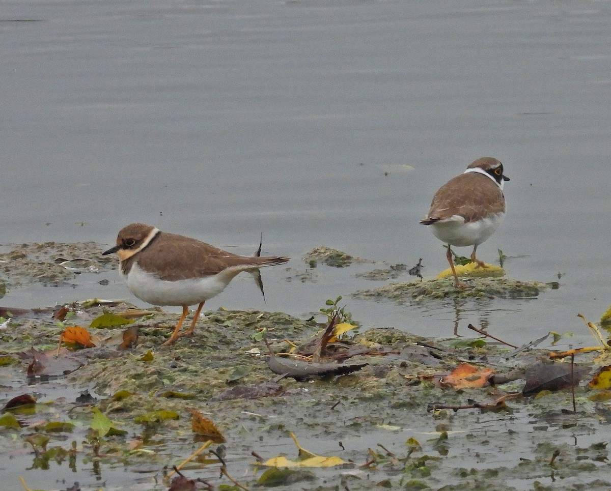 Little Ringed Plover - ML646414205
