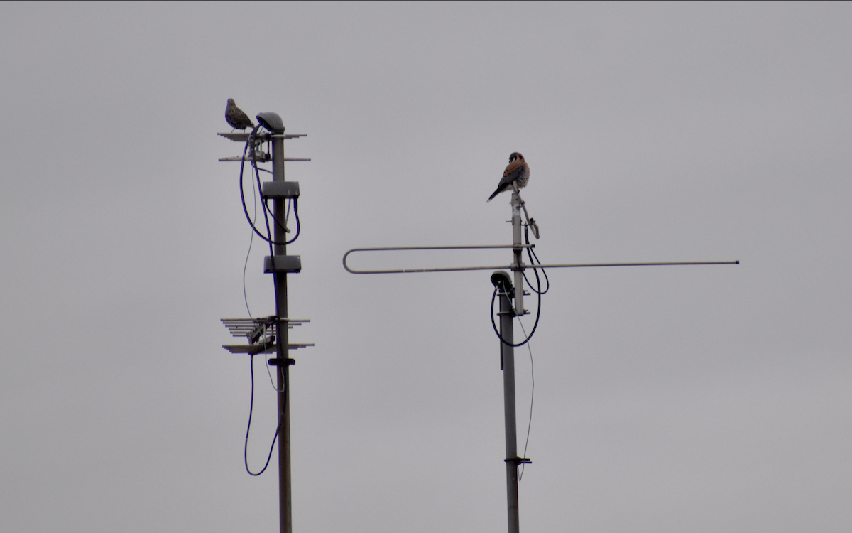 American Kestrel - ML646414208