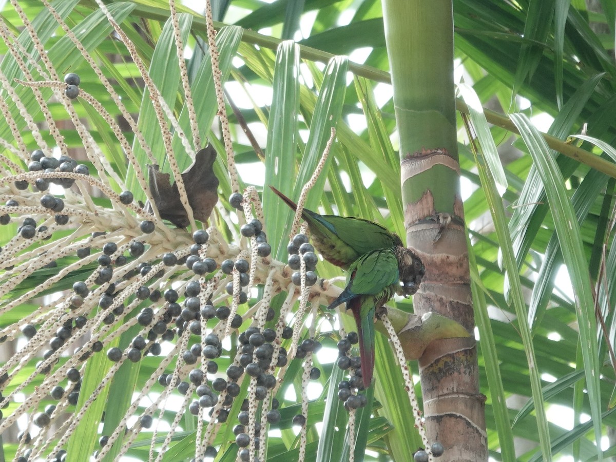 サンタレンウロコインコ - ML646414209