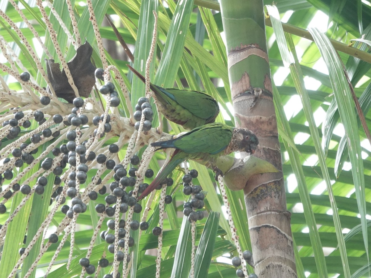 サンタレンウロコインコ - ML646414210