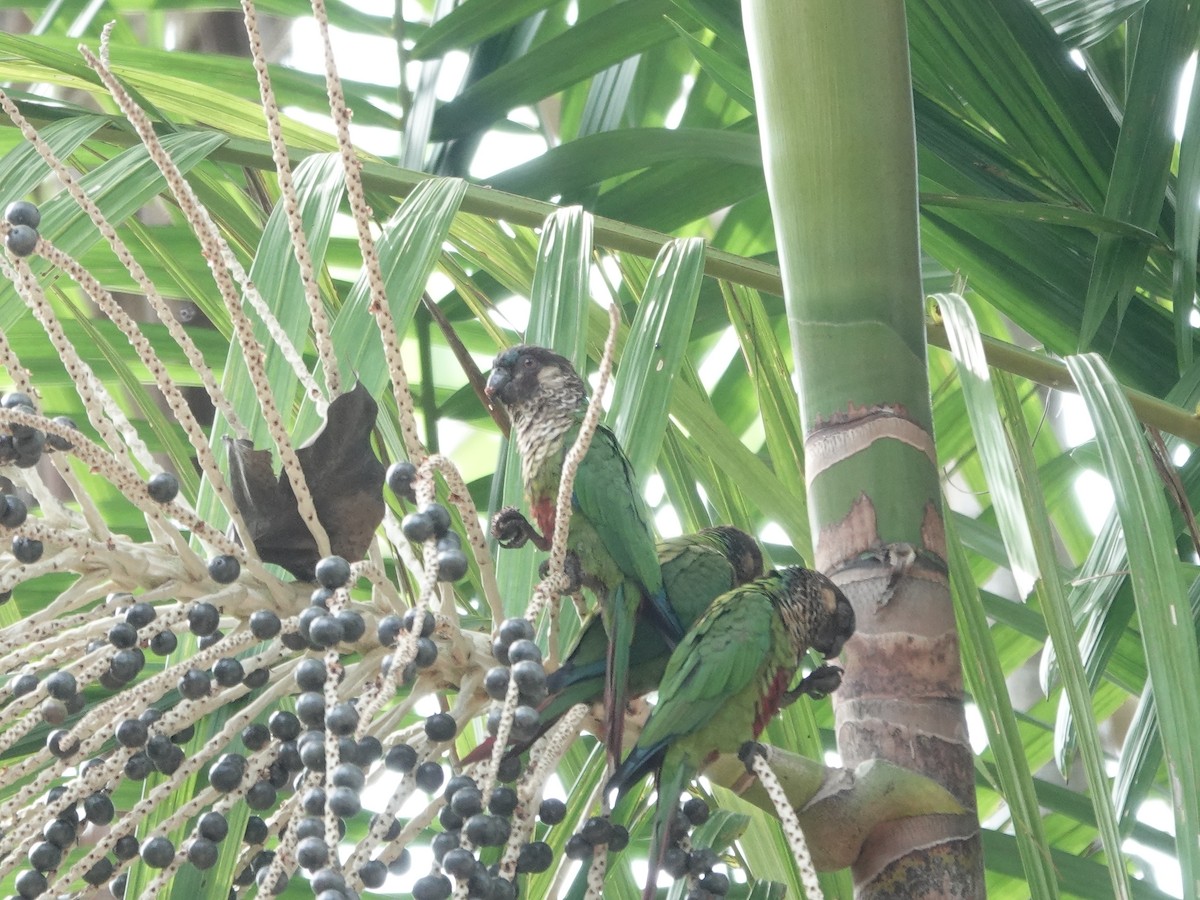 サンタレンウロコインコ - ML646414211