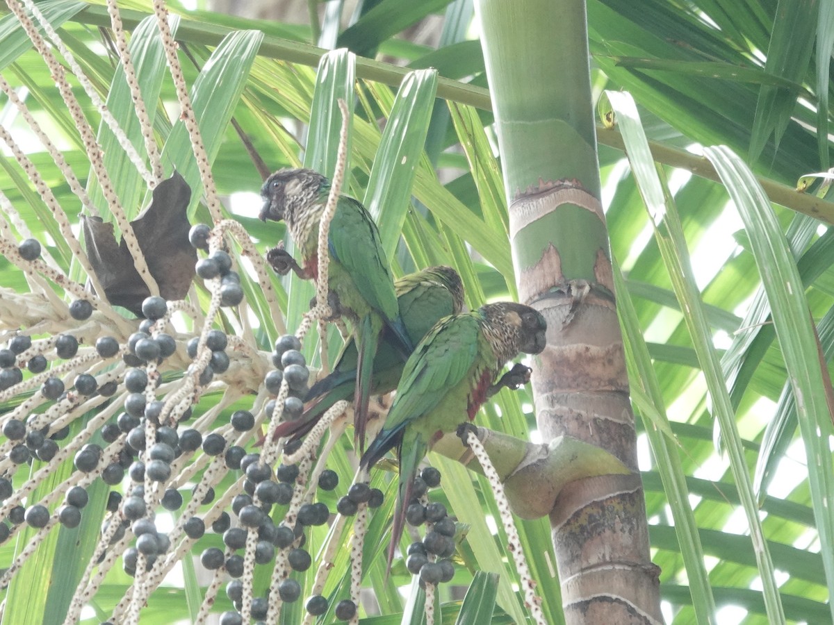 サンタレンウロコインコ - ML646414212