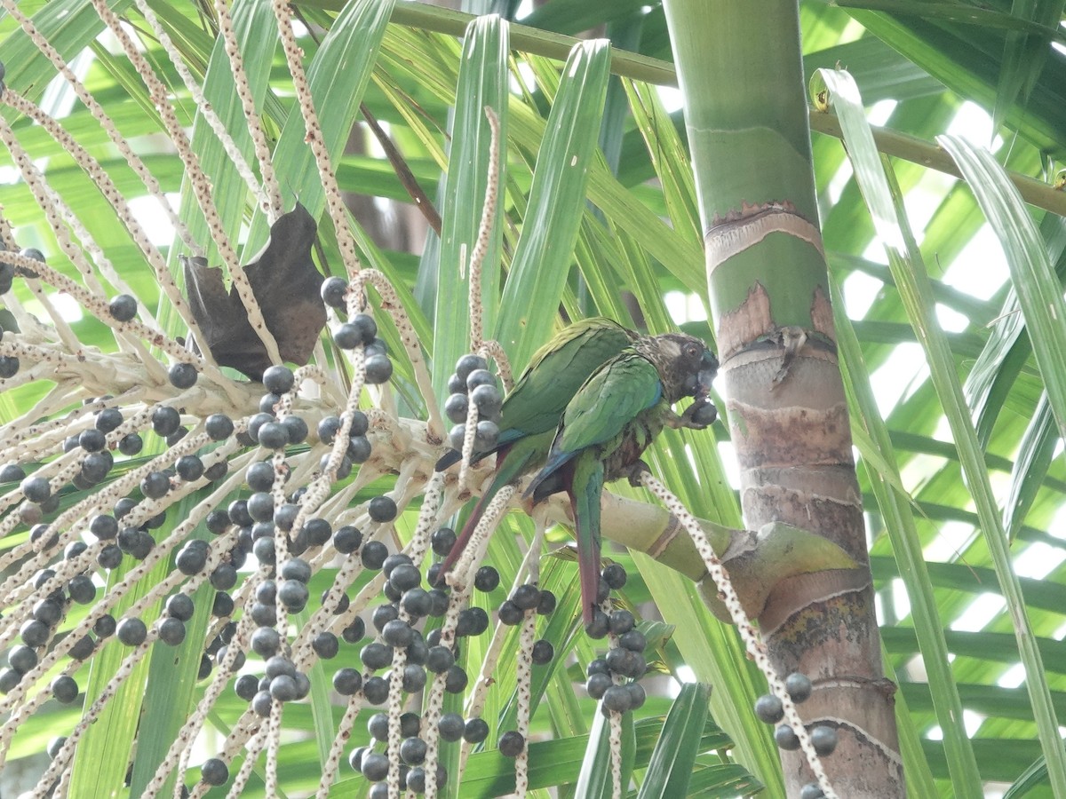 サンタレンウロコインコ - ML646414213