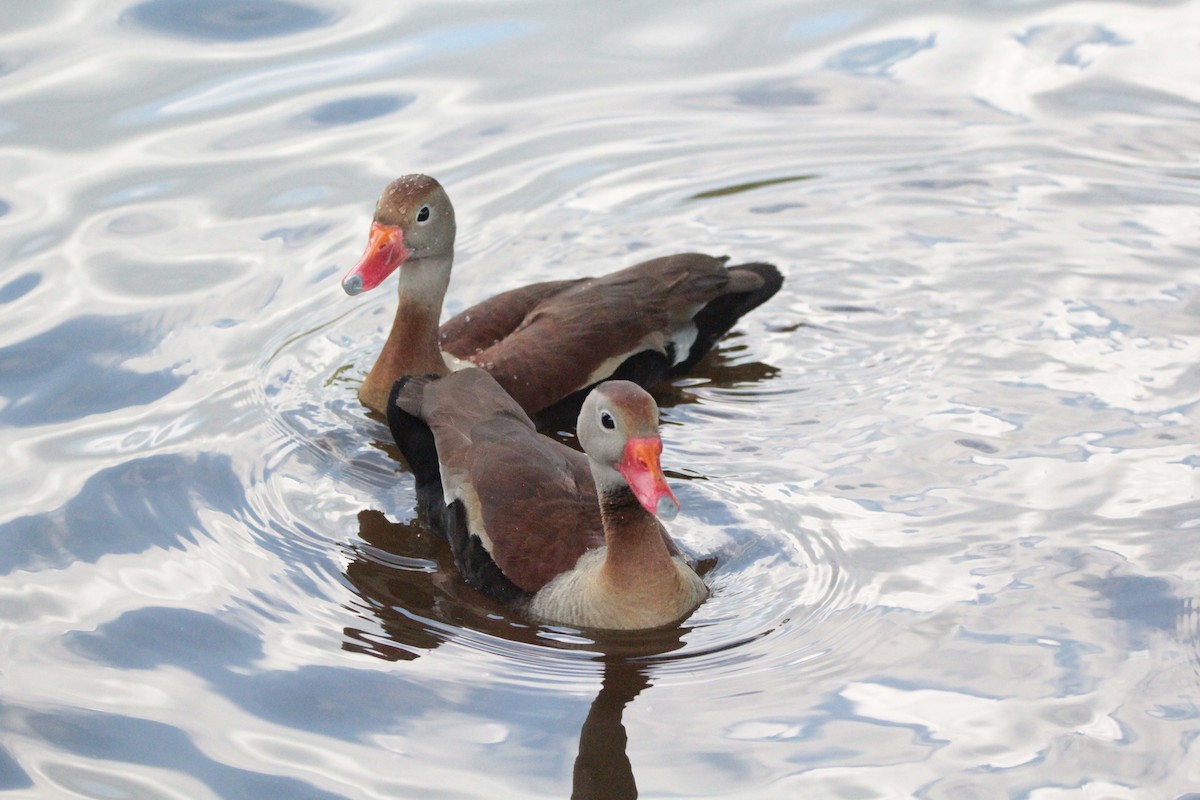 Black-bellied Whistling-Duck - ML646414215