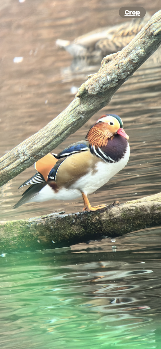 Mandarin Duck - ML646414216