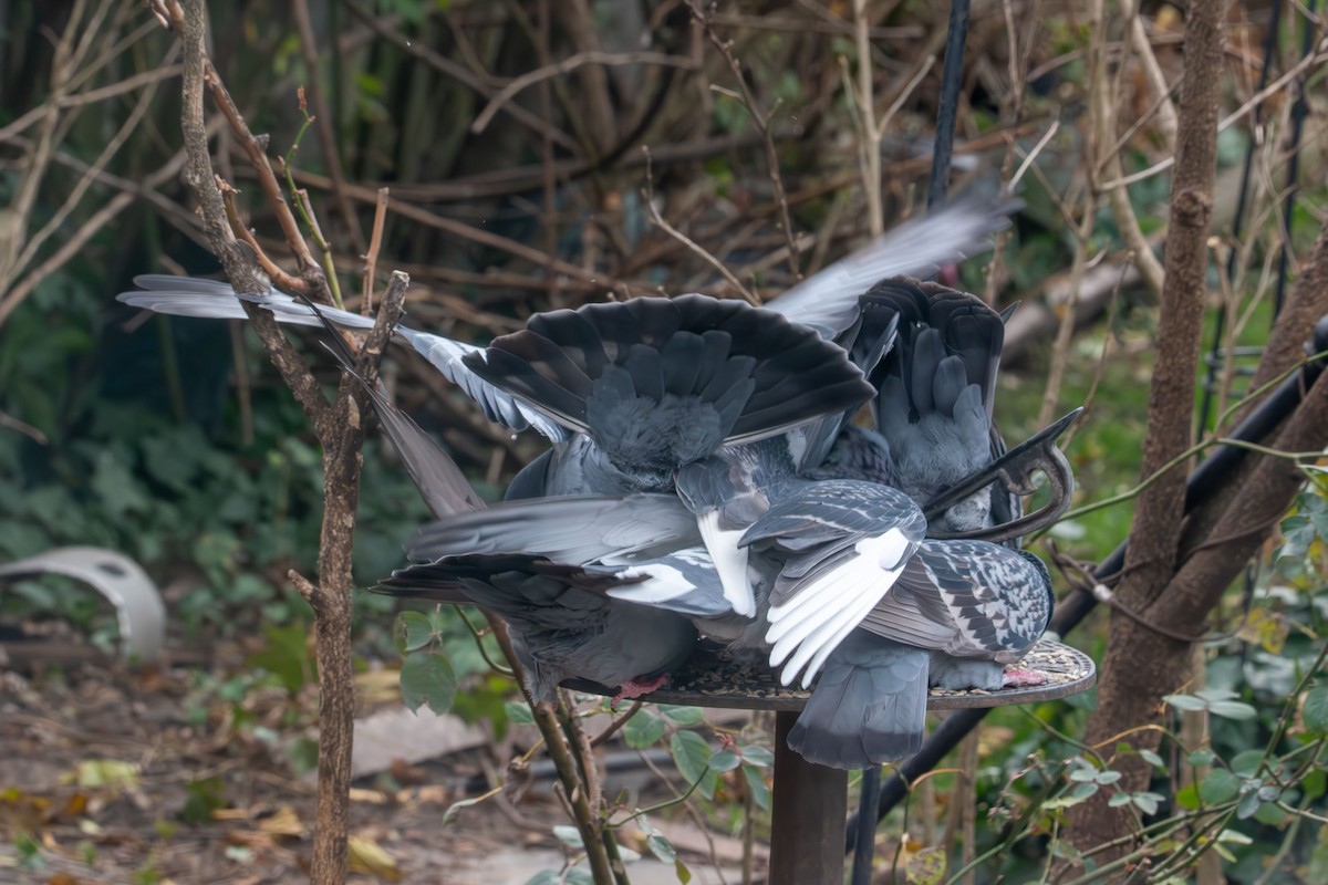 Piccione domestico - ML646414217