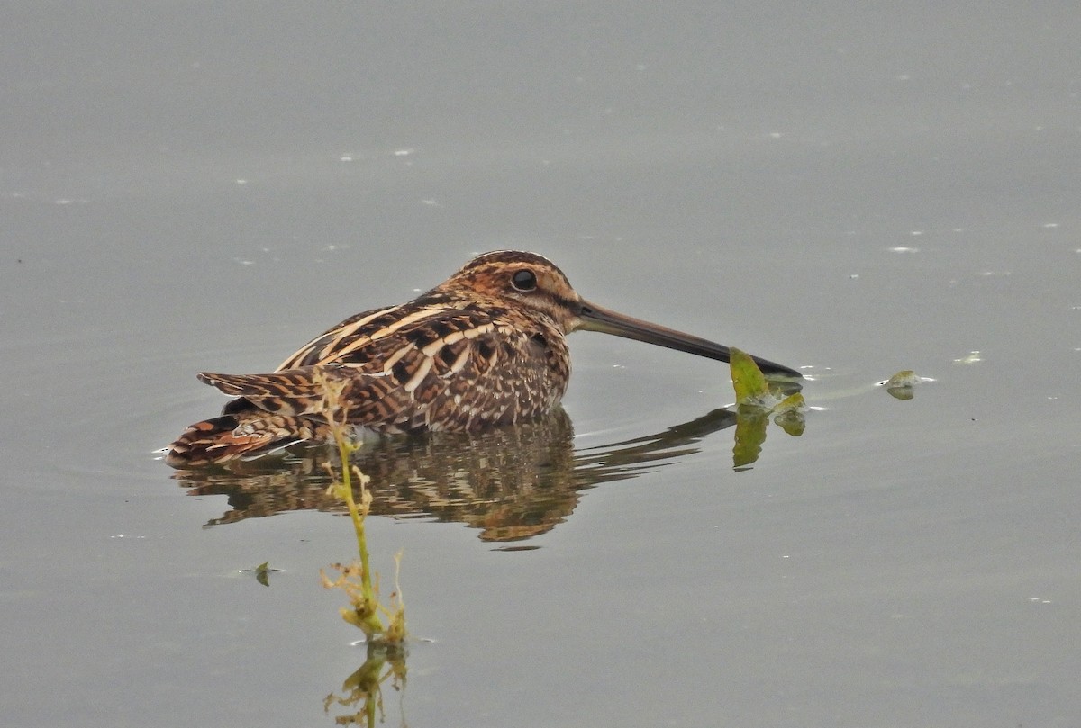 Common Snipe - ML646414218