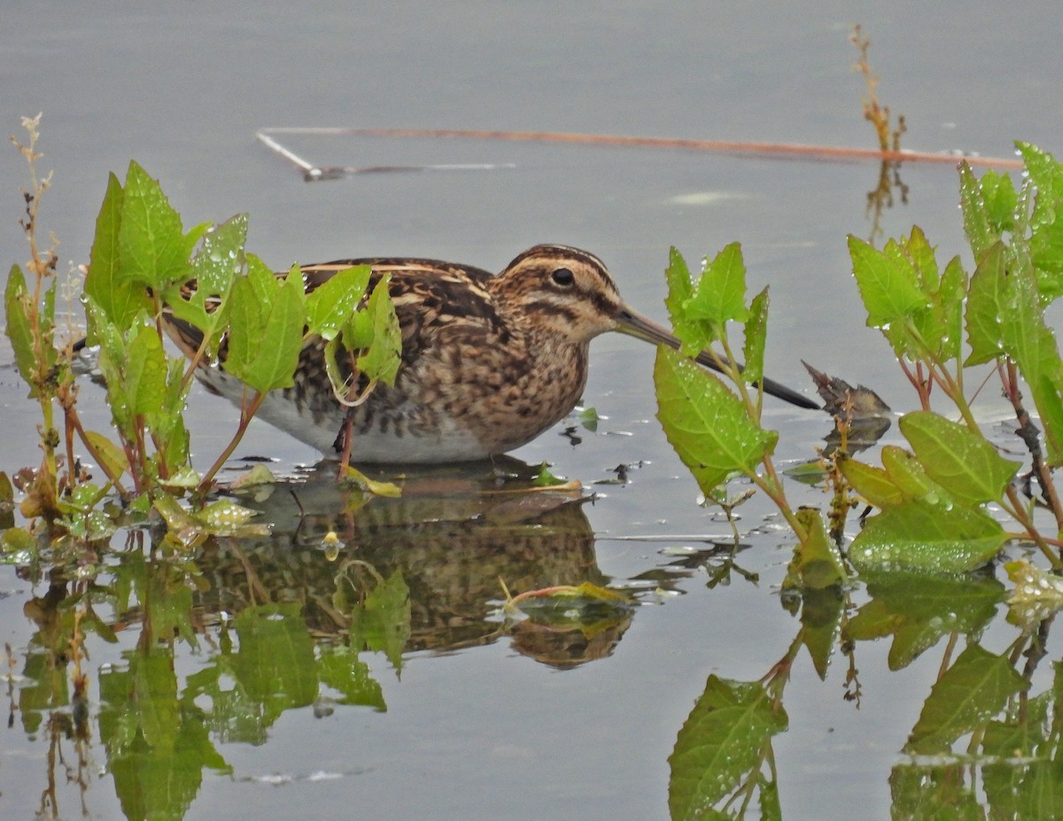 Common Snipe - ML646414219