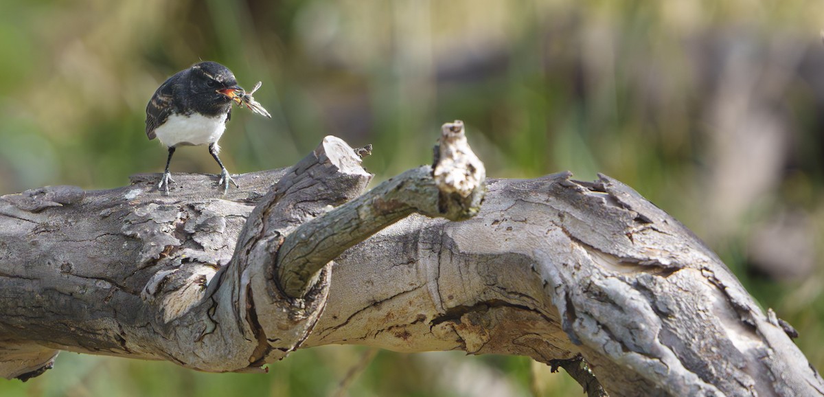 Willie-wagtail - ML646414220