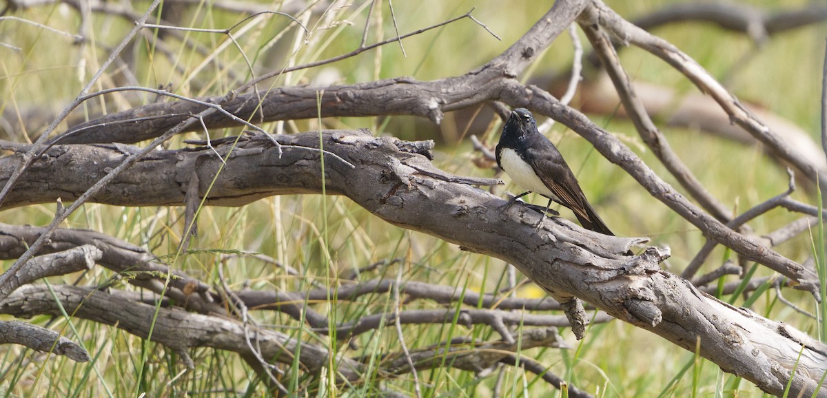Willie-wagtail - ML646414221