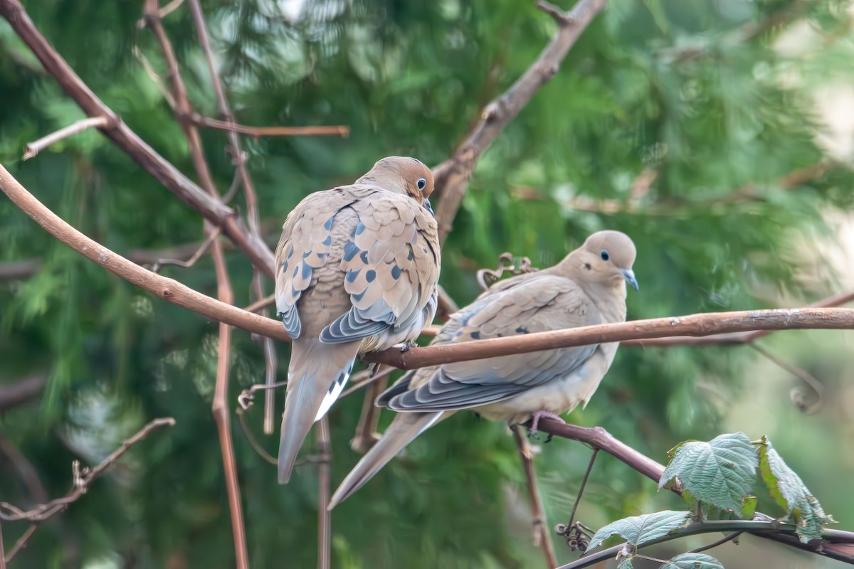 Mourning Dove - ML646414222