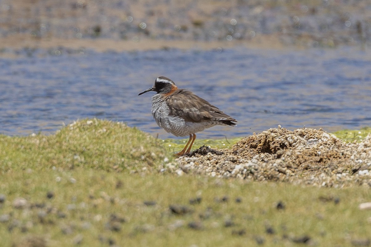Diademed Sandpiper-Plover - ML646414223