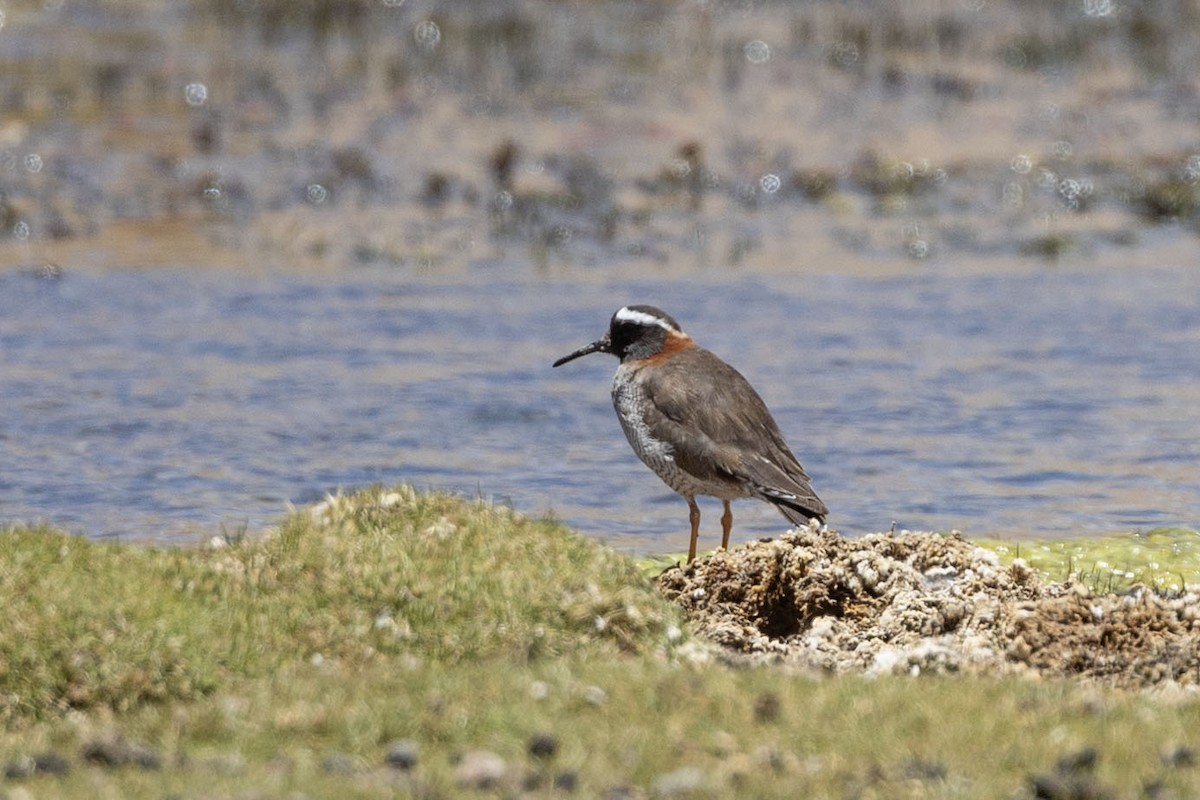 Diademed Sandpiper-Plover - ML646414224