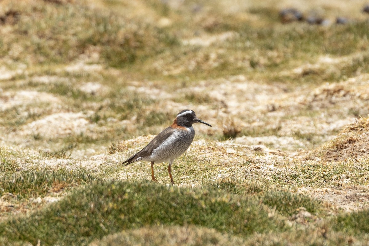 Diademed Sandpiper-Plover - ML646414225