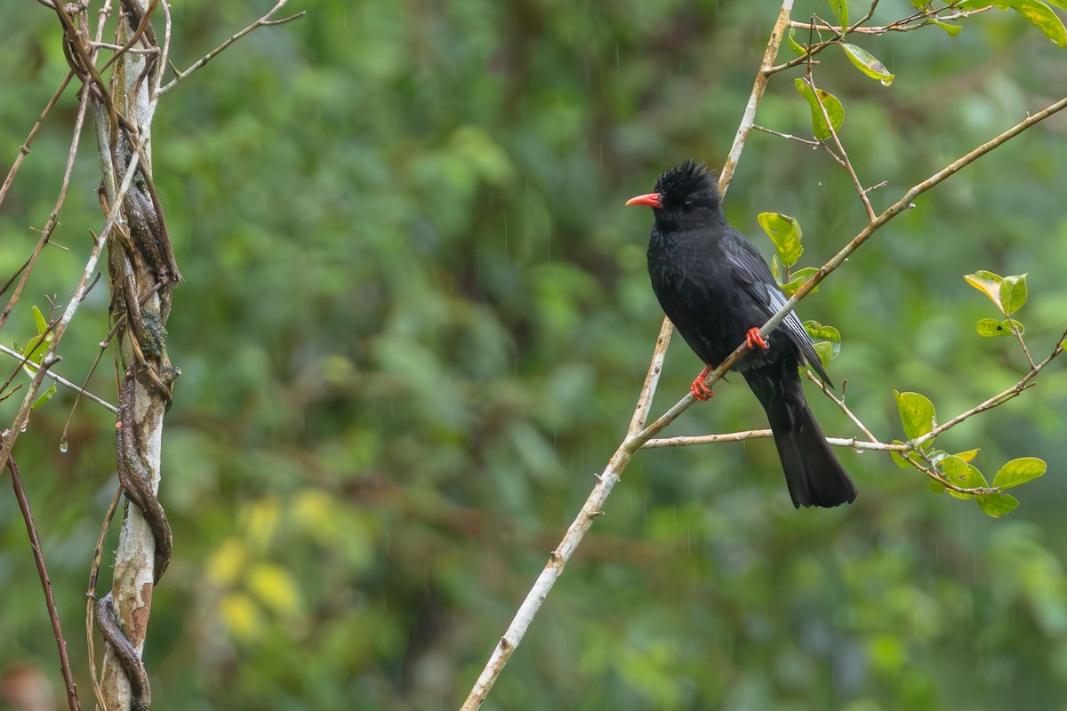 紅嘴黑鵯 - ML646414226