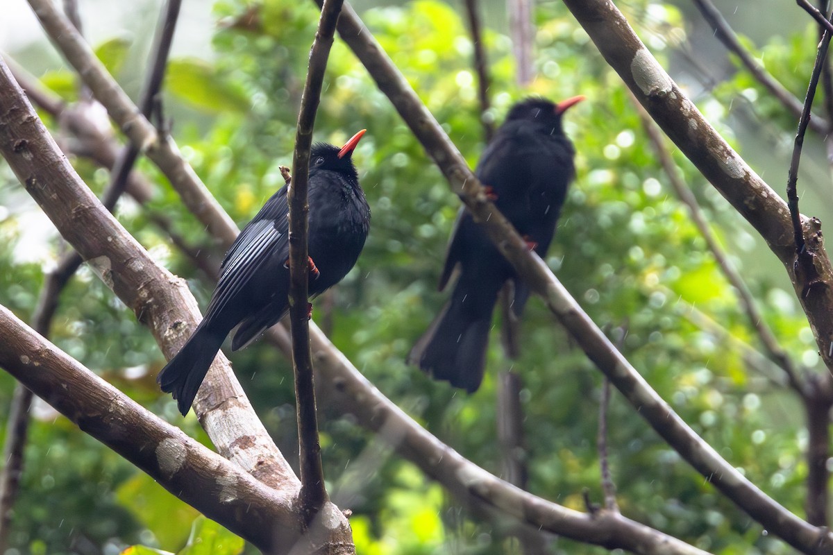 紅嘴黑鵯 - ML646414227