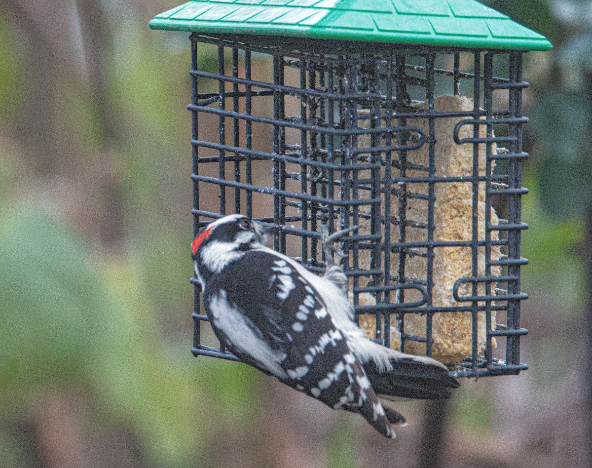 Downy Woodpecker - ML646414230