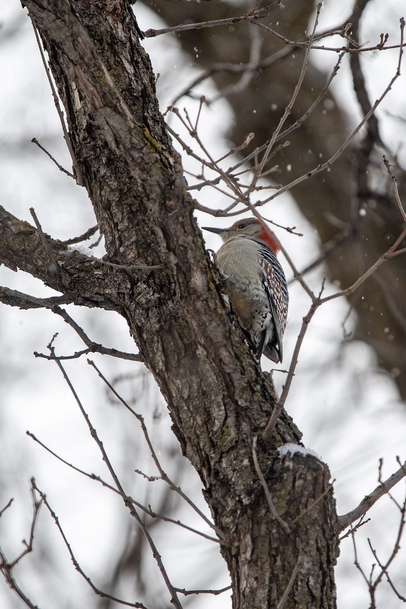 Red-bellied Woodpecker - ML646414233