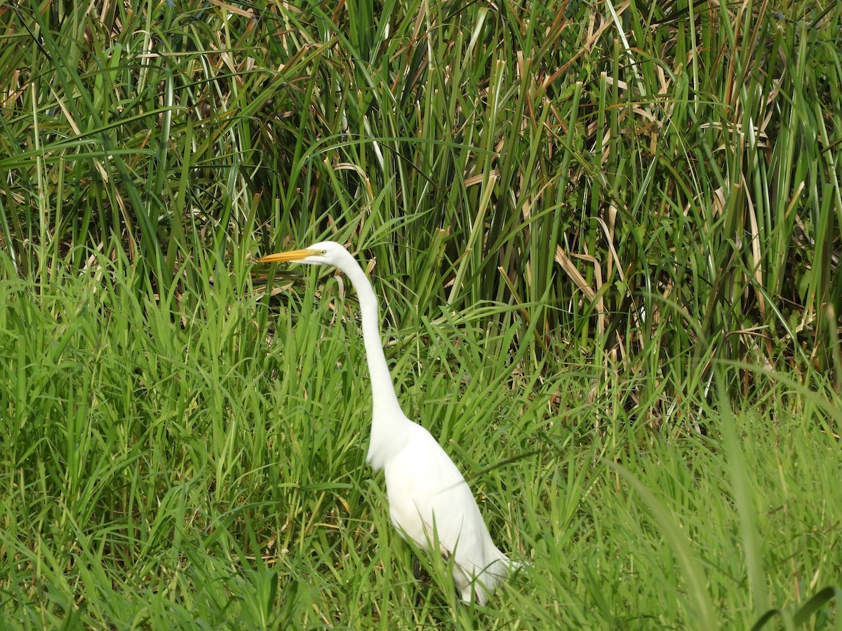 Great Egret - ML646414234