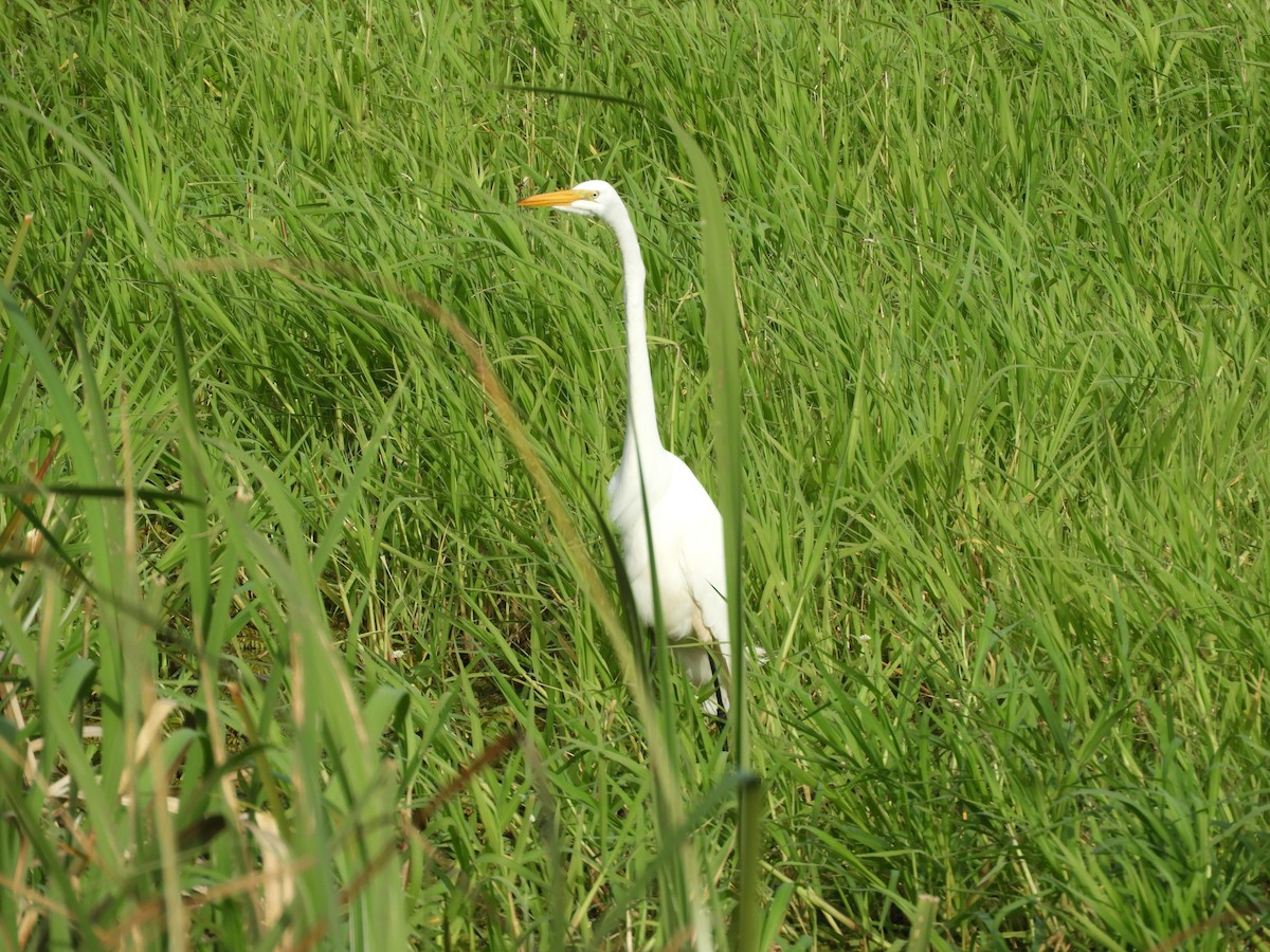 Great Egret - ML646414235