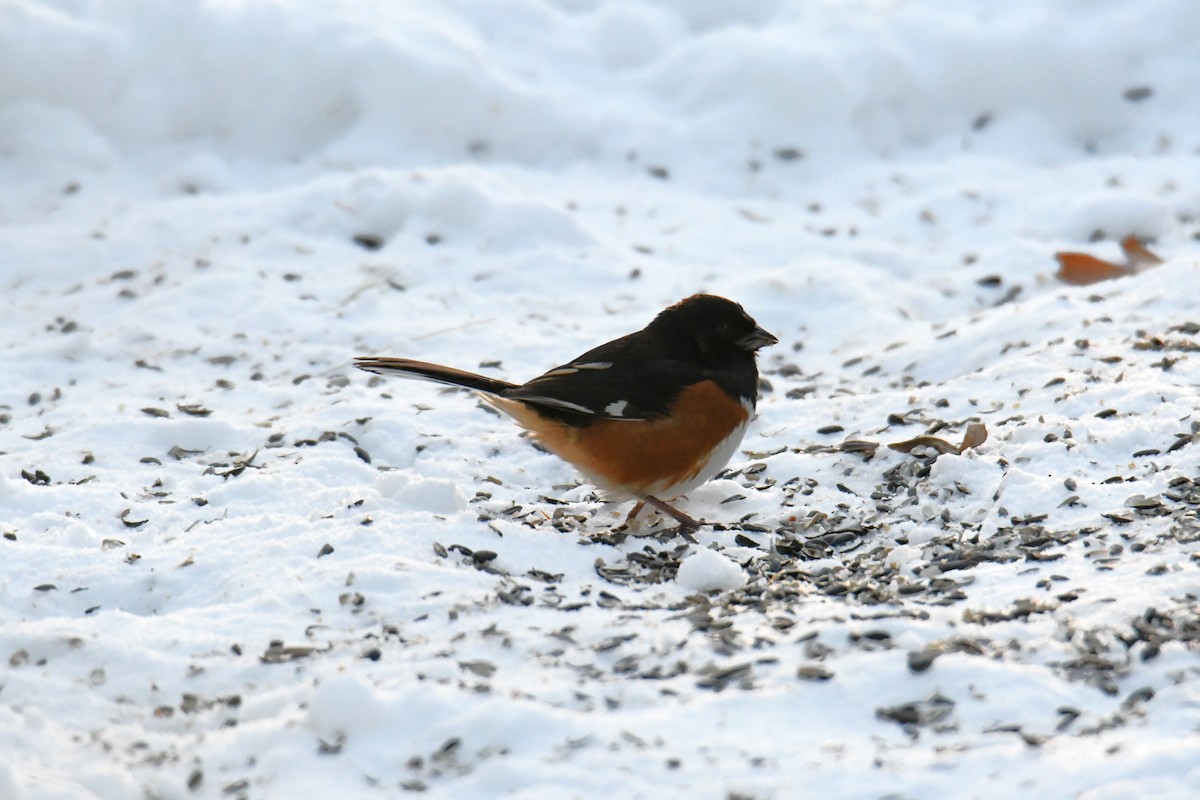 Eastern Towhee - ML646414236