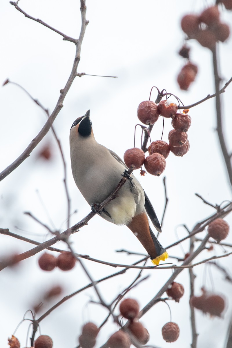Bohemian Waxwing - ML646414237