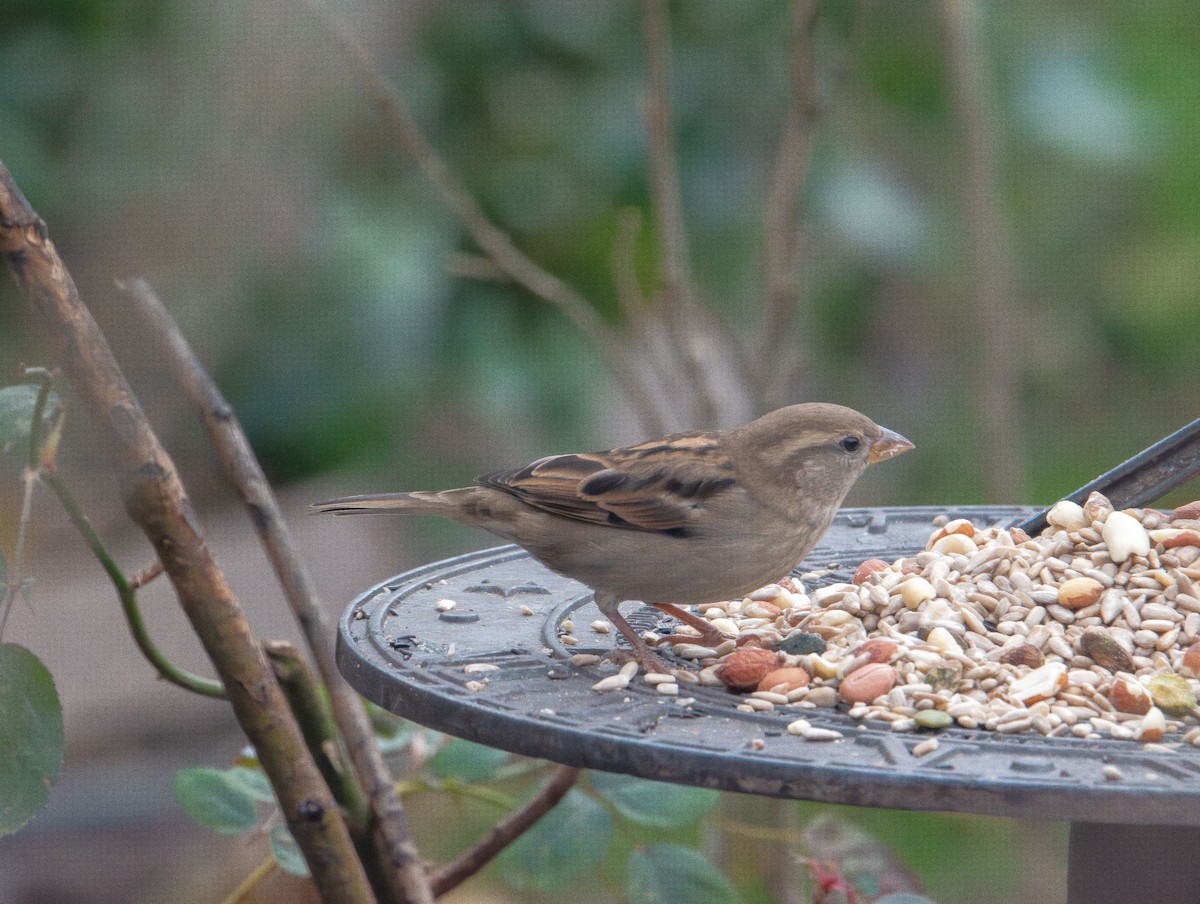 Passera oltremontana - ML646414238