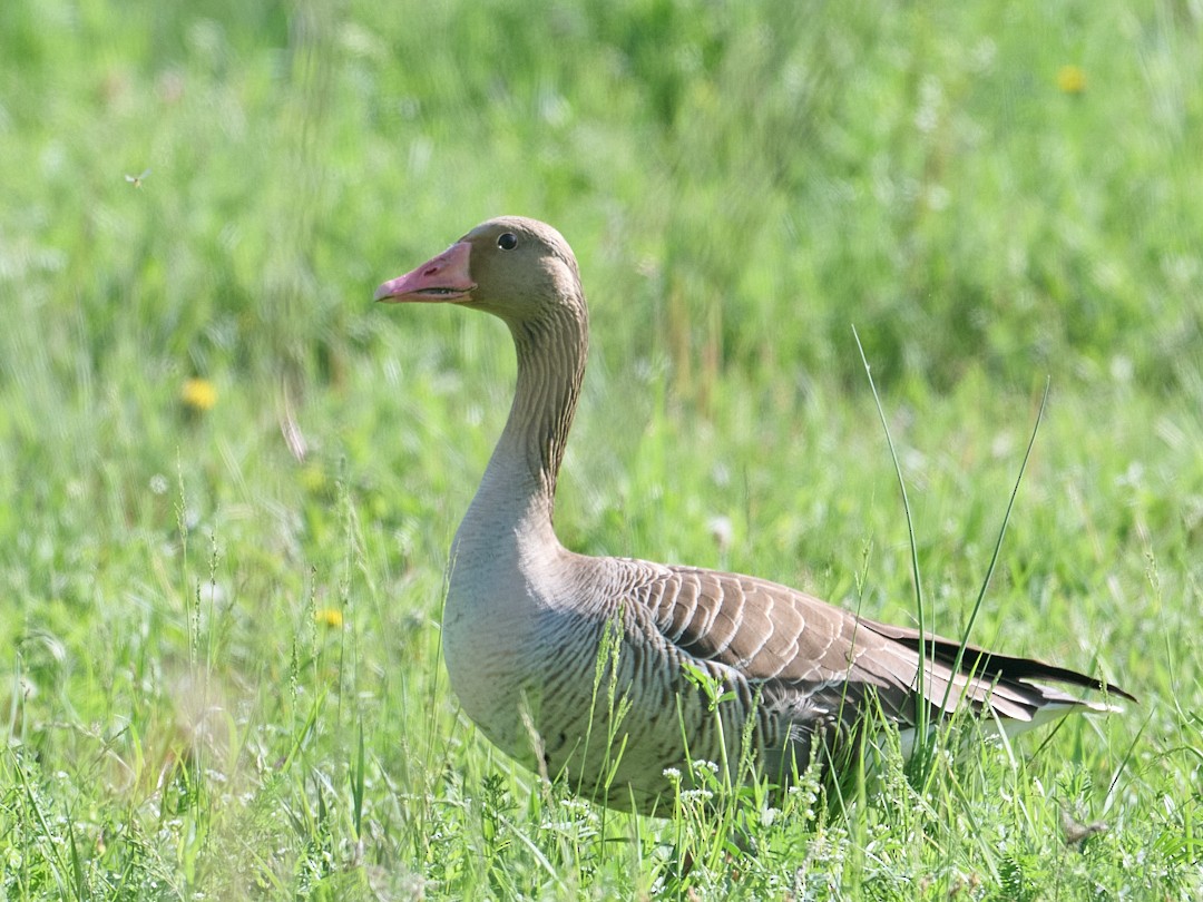 Graylag Goose - ML646414239