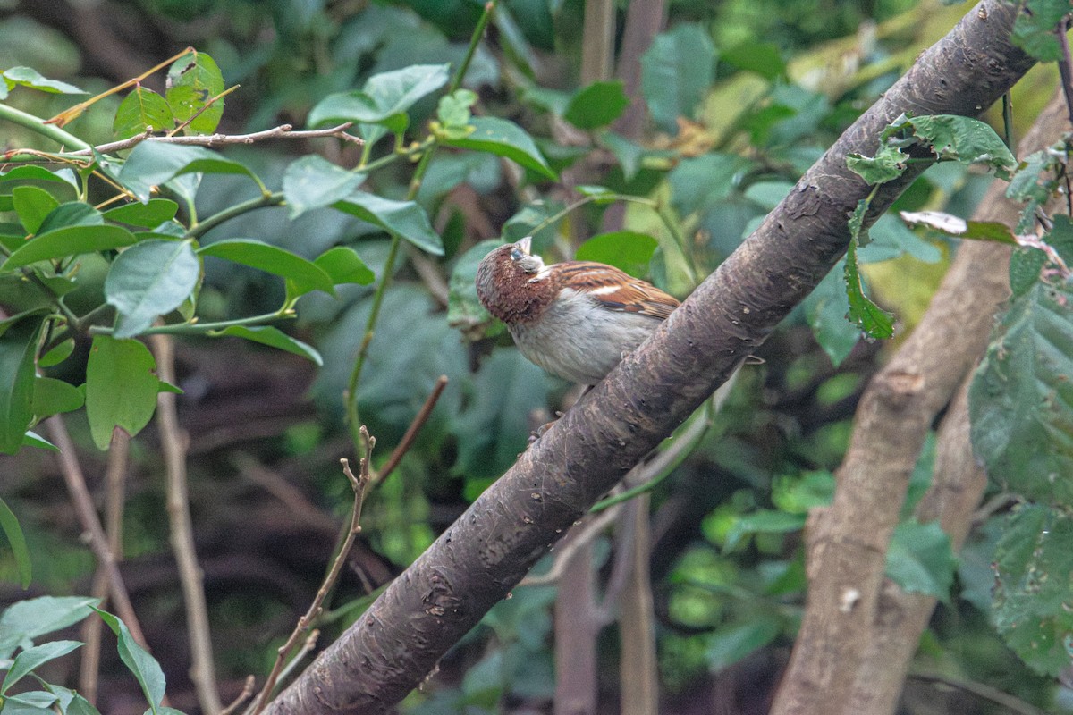 Passera oltremontana - ML646414243