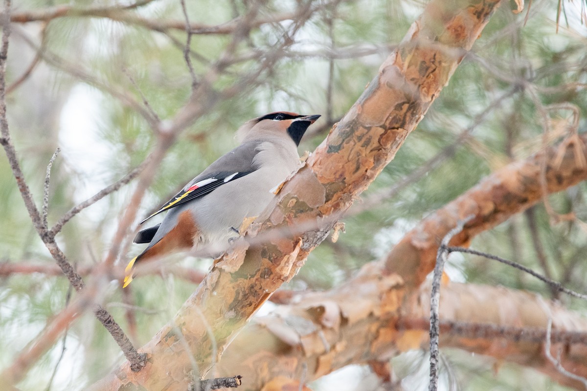 Bohemian Waxwing - ML646414244