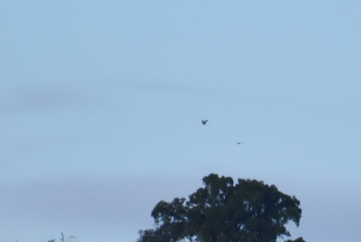 Black-bellied Sandgrouse - ML646414246