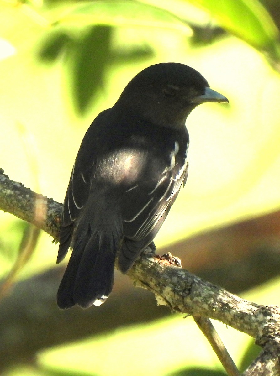 White-winged Becard - ML646414247