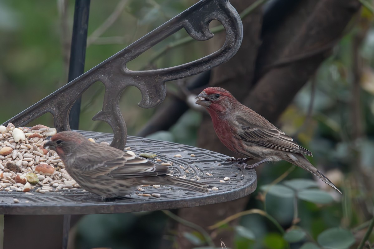 House Finch - ML646414248