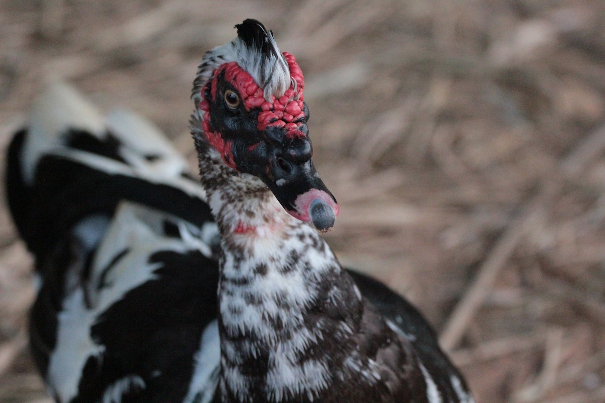Muscovy Duck (Domestic type) - ML646414254