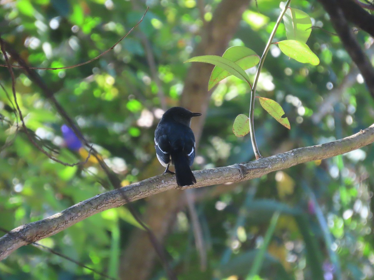 Oriental Magpie-Robin - ML646414261